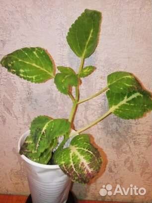 Домашние цветы