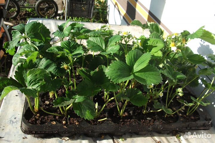 Ремонтантная Ежевика 