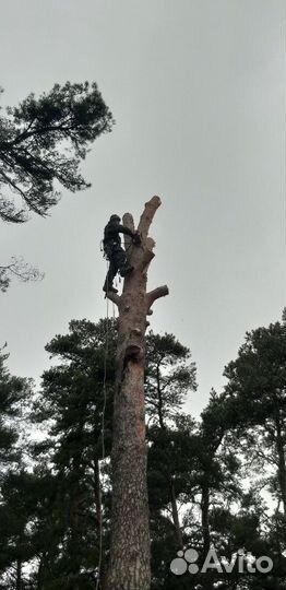 Спил и обрезка деревьев