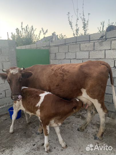 Корова теленок