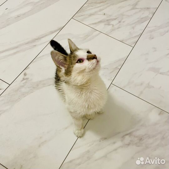 Котенок зайченок ищет дом