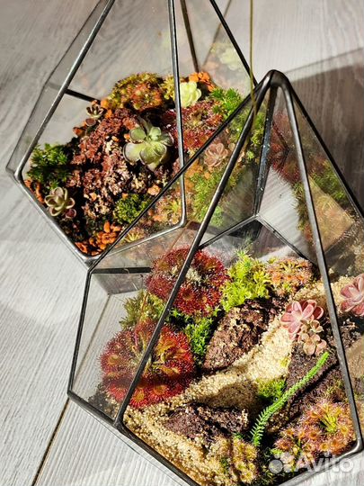 Флорариум из хищных растений - росянки жирянки мох