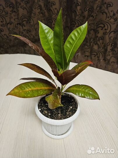 Кротон кодиеум Миссис Айстон