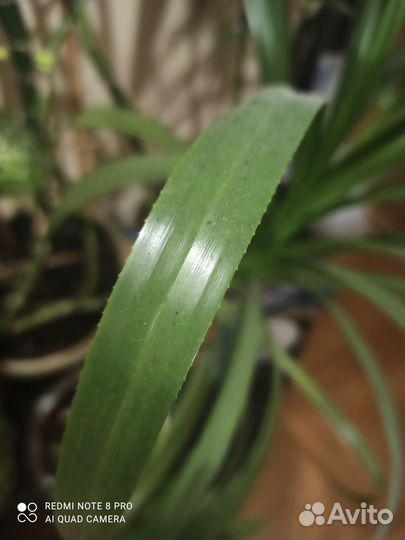 Пальма Панданус