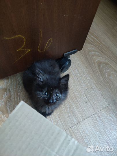 Котенок в добрые руки