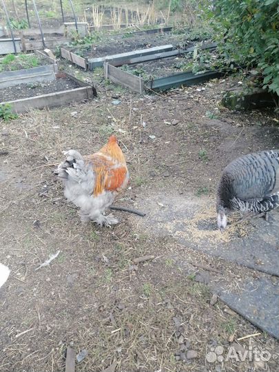 Индюки и петух Брама