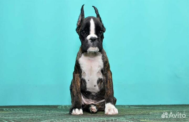 Любимка в семью боксерочка