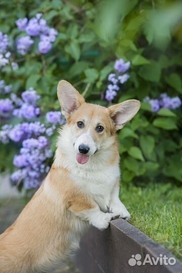 Девочка Вельш Корги Пемброк