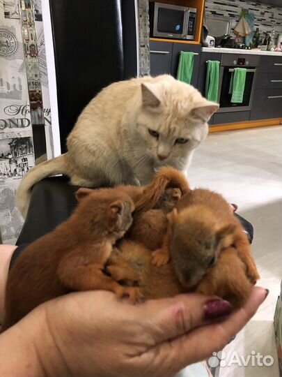 Алтайские ручные бельчата