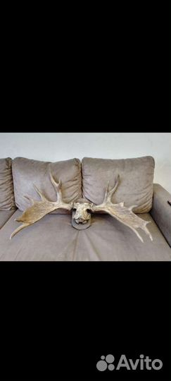 Чучело глухаря и рога