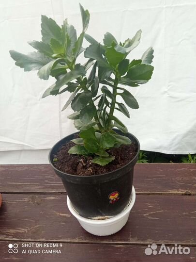 Каланхоэ 2 шт