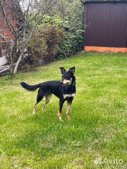 Восточноевропейская овчарка