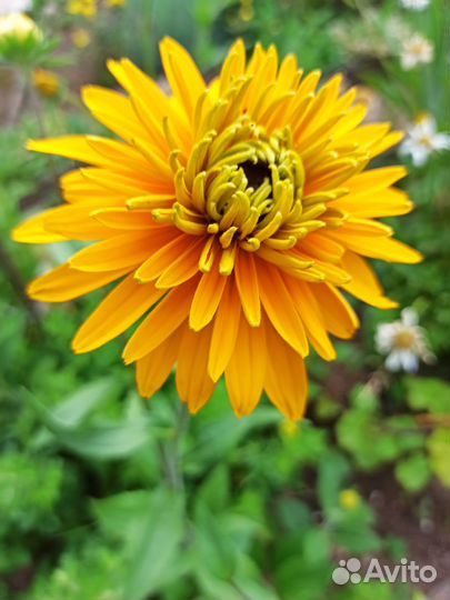 Рудбекия - цветы