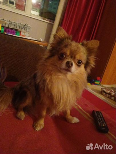 Вязка чихуахуа