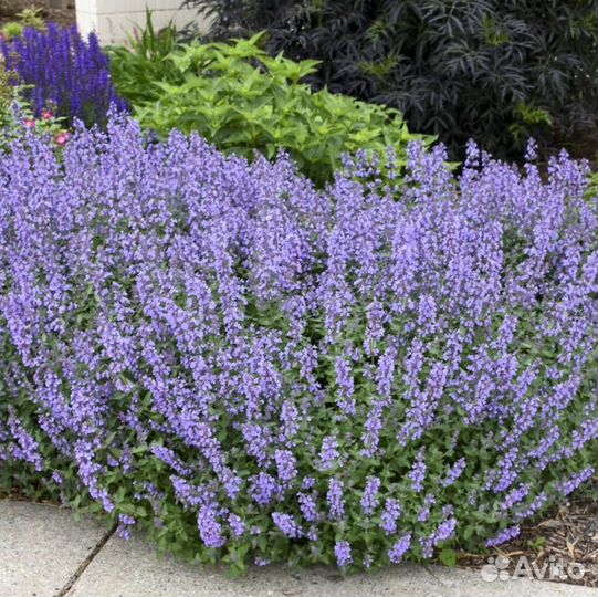 Котовник фассена