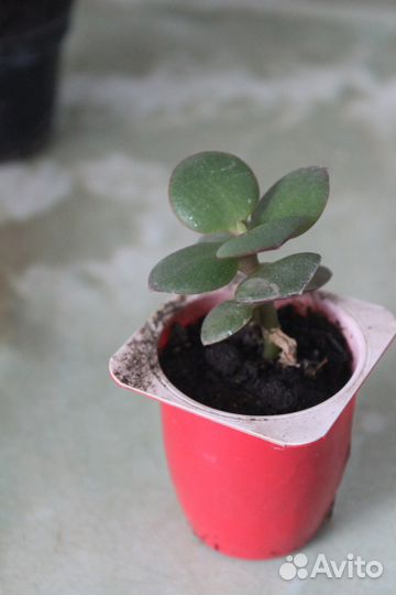 Денежное дерево