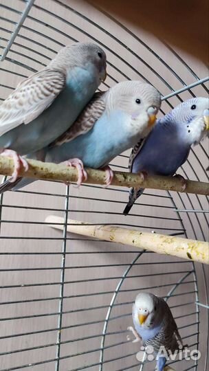 Волнистый попугай ручной