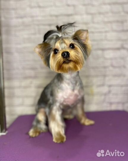 Стрижка собак, груминг, грумер в Энгельсе