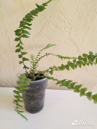 Папоротник нефролепис