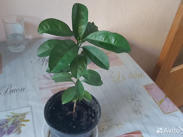 Саженец лимона