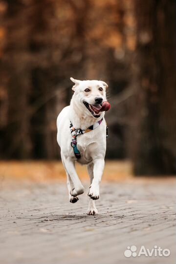 Собака из приюта в добрые руки