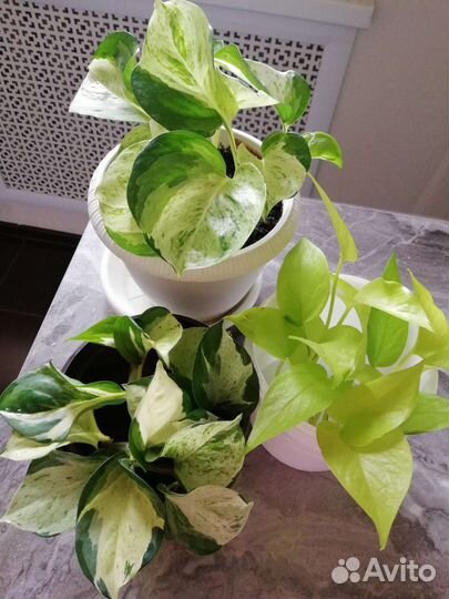 Сциндапсус эпипремнум