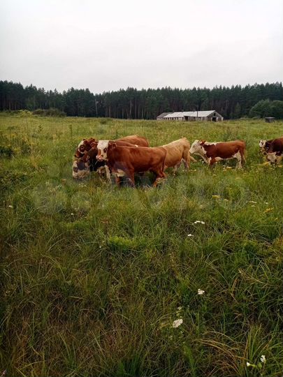 Участок 3,5 га (СНТ, ДНП)