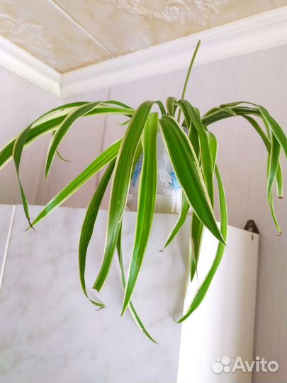 Цветы (Хлорофитум)