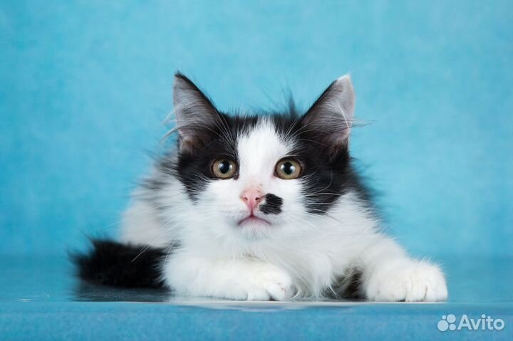 Пушистое мягкое облачко в поисках дома