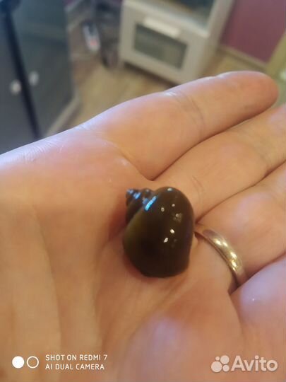 Улиточки ампулярии