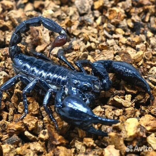 Скорпион heterometrus spinifer