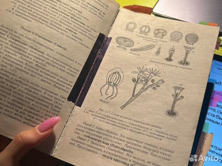 Биология чебышев