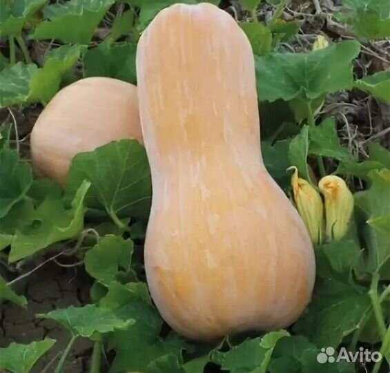 Рассада тыква Баттернат