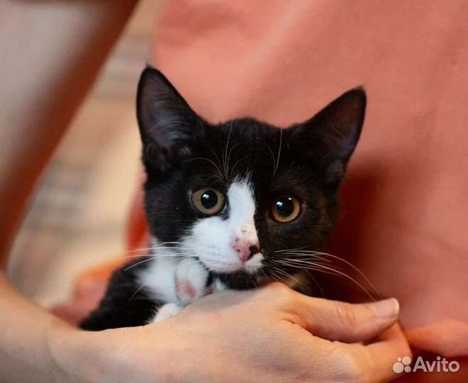 Кошечка Маслинка в добрые руки