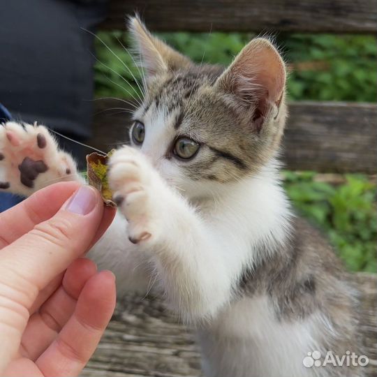Котенок мальчик бесплатно