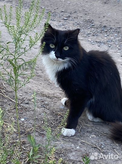 Норвежская лесная