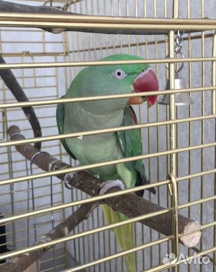 Ожереловые, кореллы, розеллы, волнистые попугаи