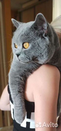 Кот Британец на вязку