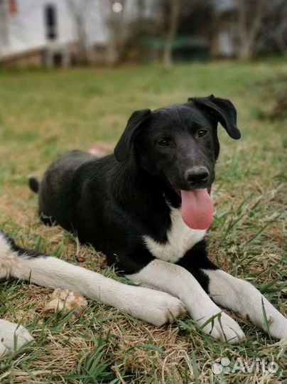 Молодая собака около года