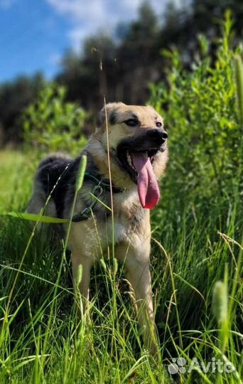 Собака в добрые руки