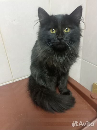 Котенок Дина