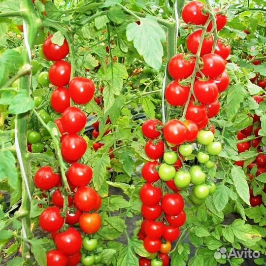 Черри и Балконное чудо рассада помидор томатов