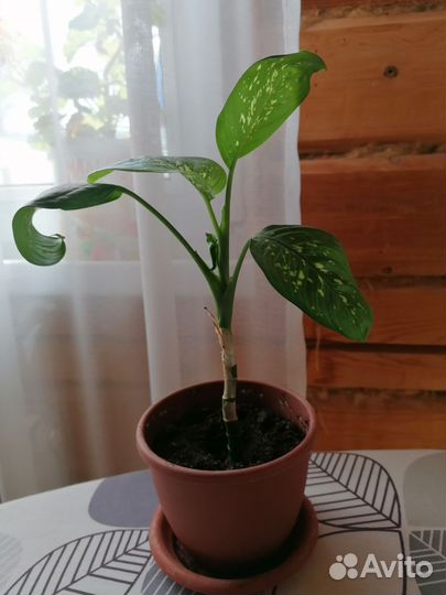 Диффенбахия