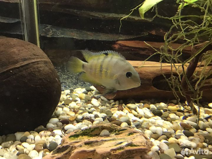 Цихлазома Седжика