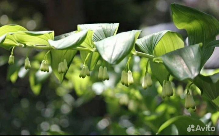 Растение Купена