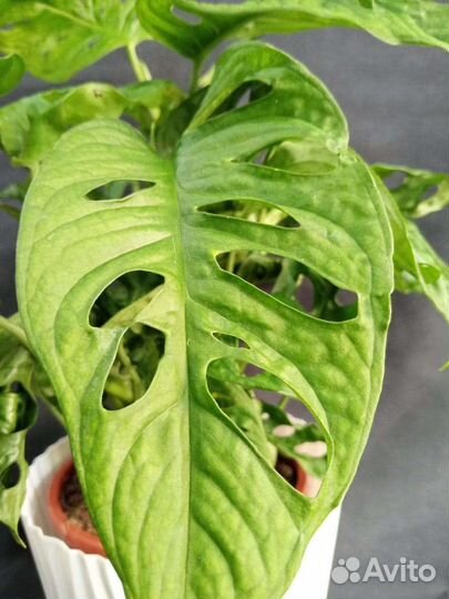 Монстера Комнатные растения Доставка растений