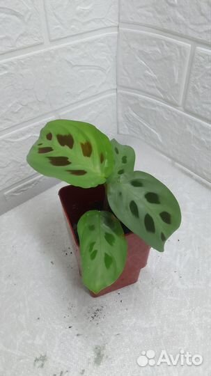 Маранта Керховена