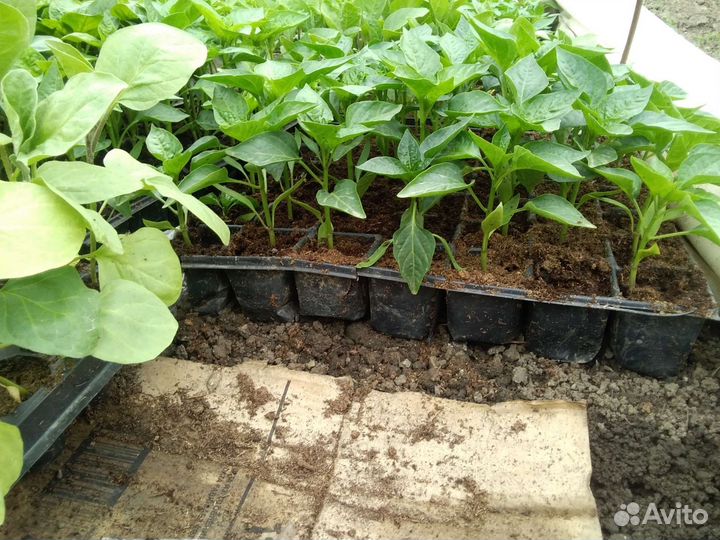 Продаётся рассада
