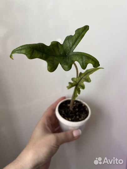 Алоказия Жаклин