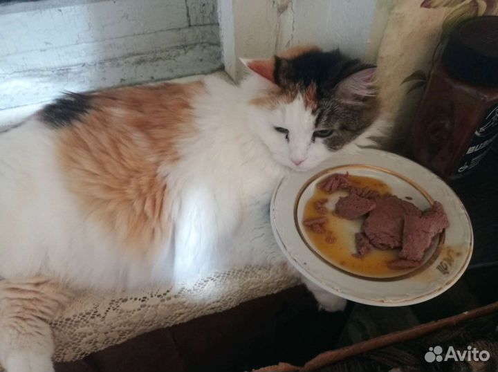 Кошка в добрые руки